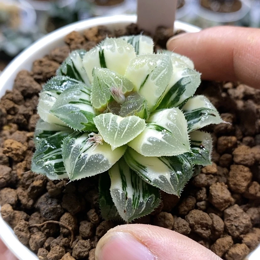 【闪购商品】恰*儿228爱心芷寿锦