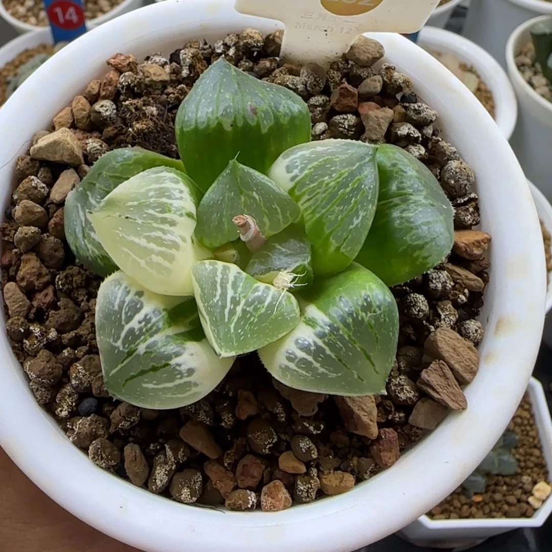 132号日月潭实生锦一物一拍带盆土