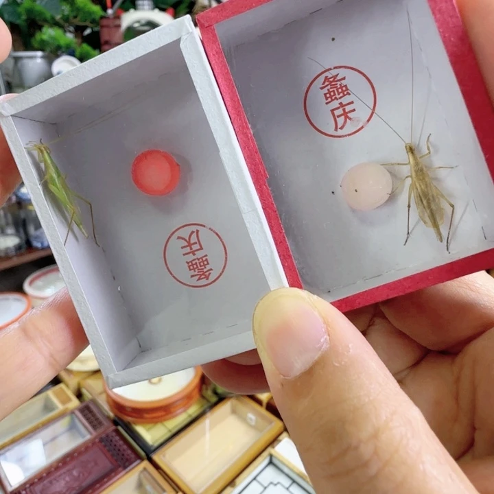 柬竹➕青竹啊啊啊啊啊