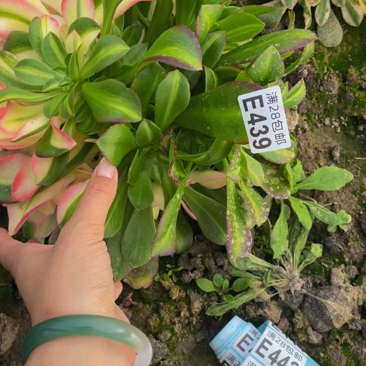 439多肉法师一物一拍