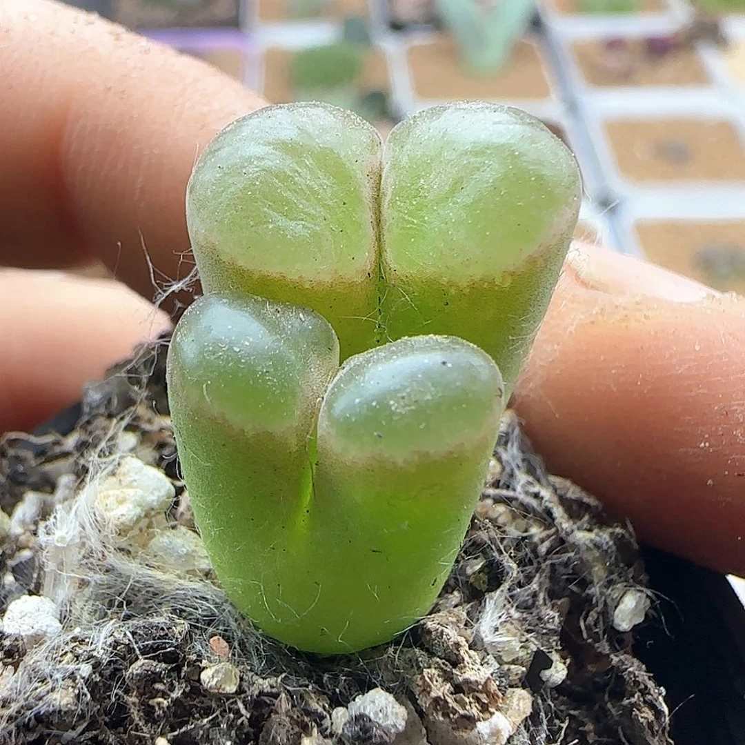 熊猫磁铁。    41666