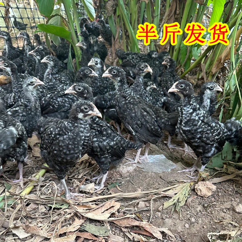 【买8赠2到手10只】公母可选半斤左右发货黑芦花宠物鸡发货