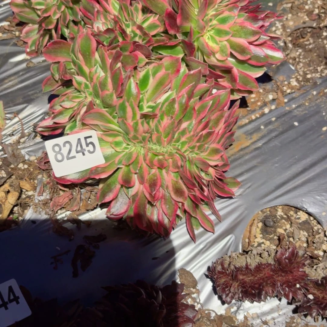 我8245 号多肉法师特价¥”