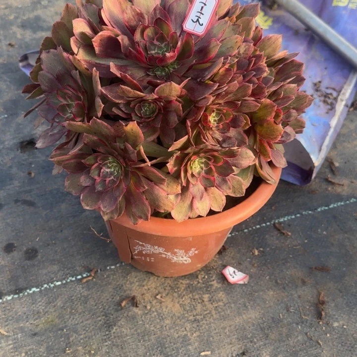 1-113莲花座多肉不包售后