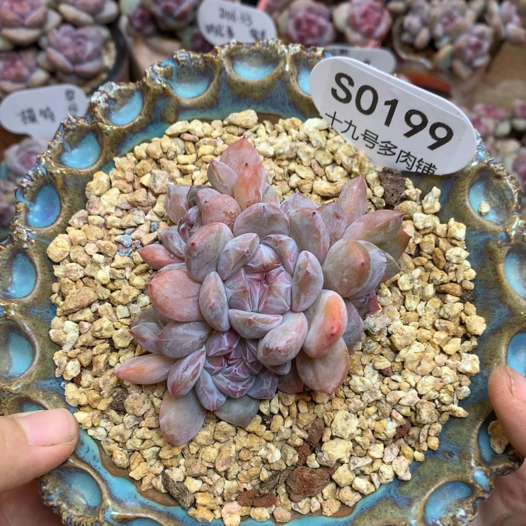 S0199 星影福利 7头