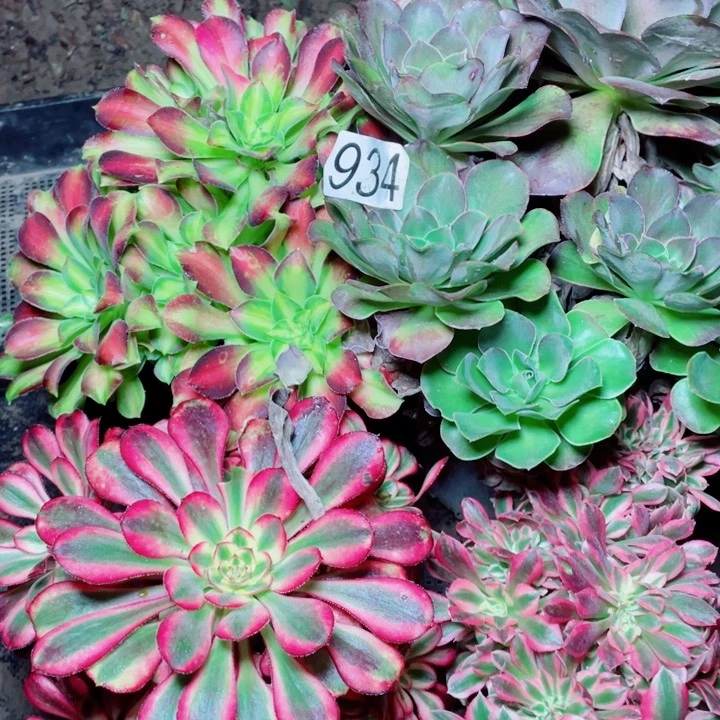 多肉植物组合934
