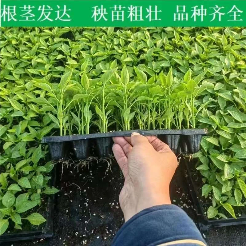 蔬菜苗穴盘带土阳台