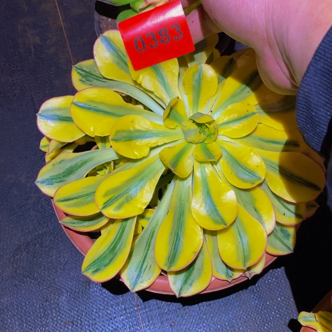 平***叔0383多肉植物太阳神