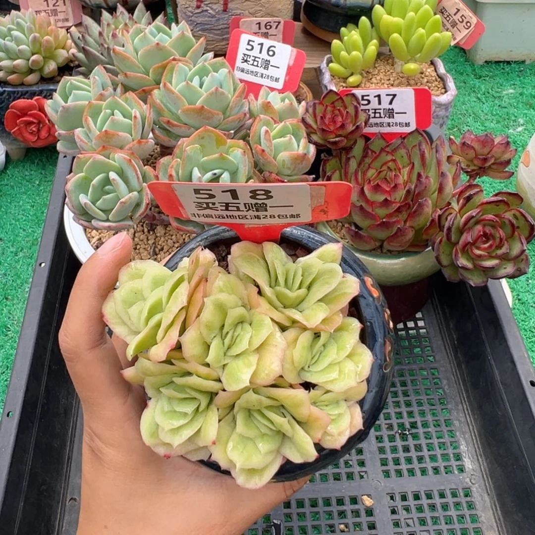 表妹精品多肉植物518.
