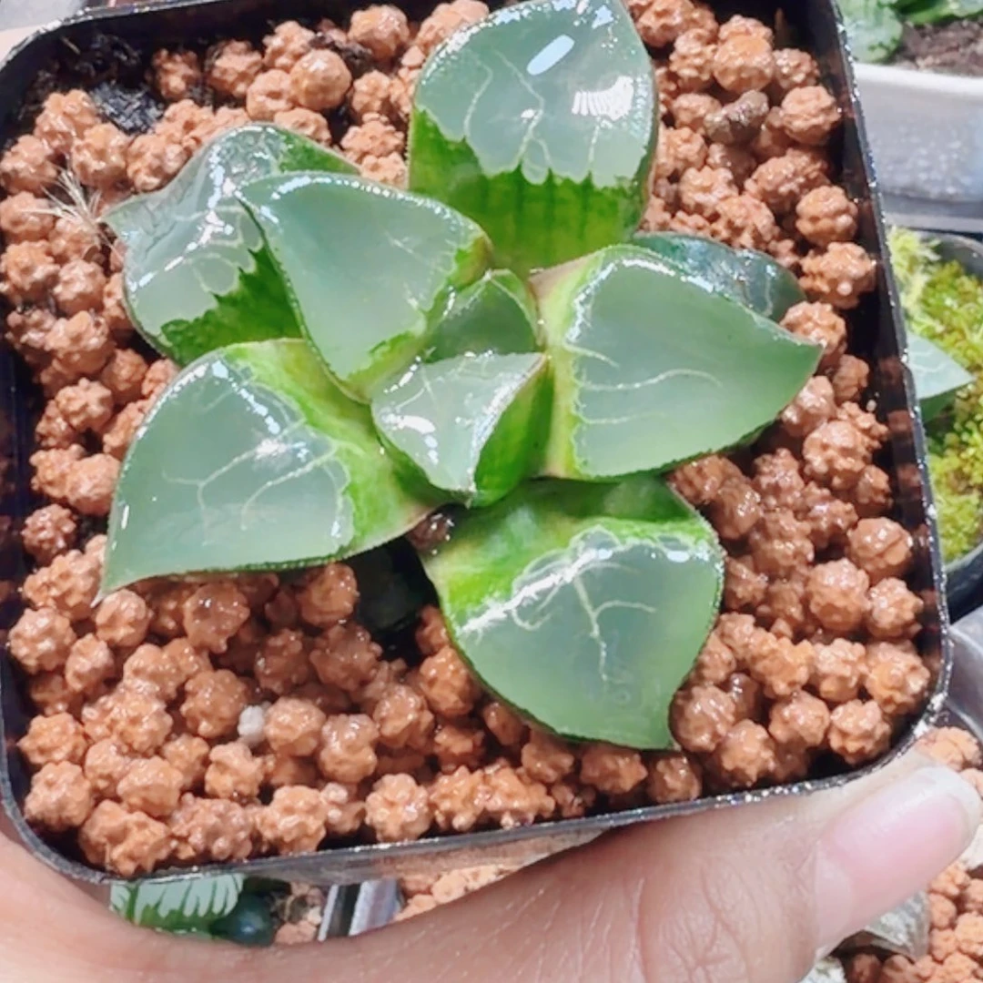 十二卷龙喜福利福利