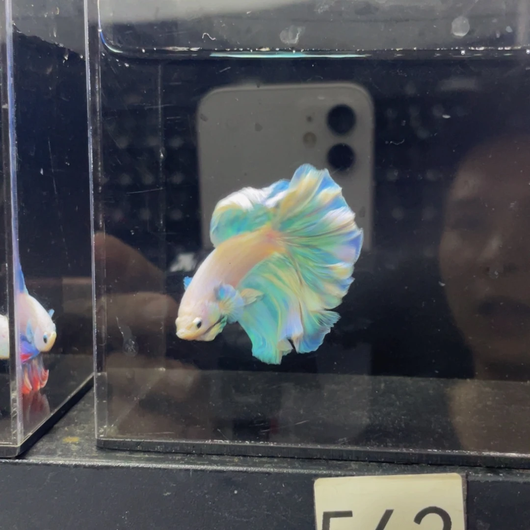 海水鱼Hashhahaha562