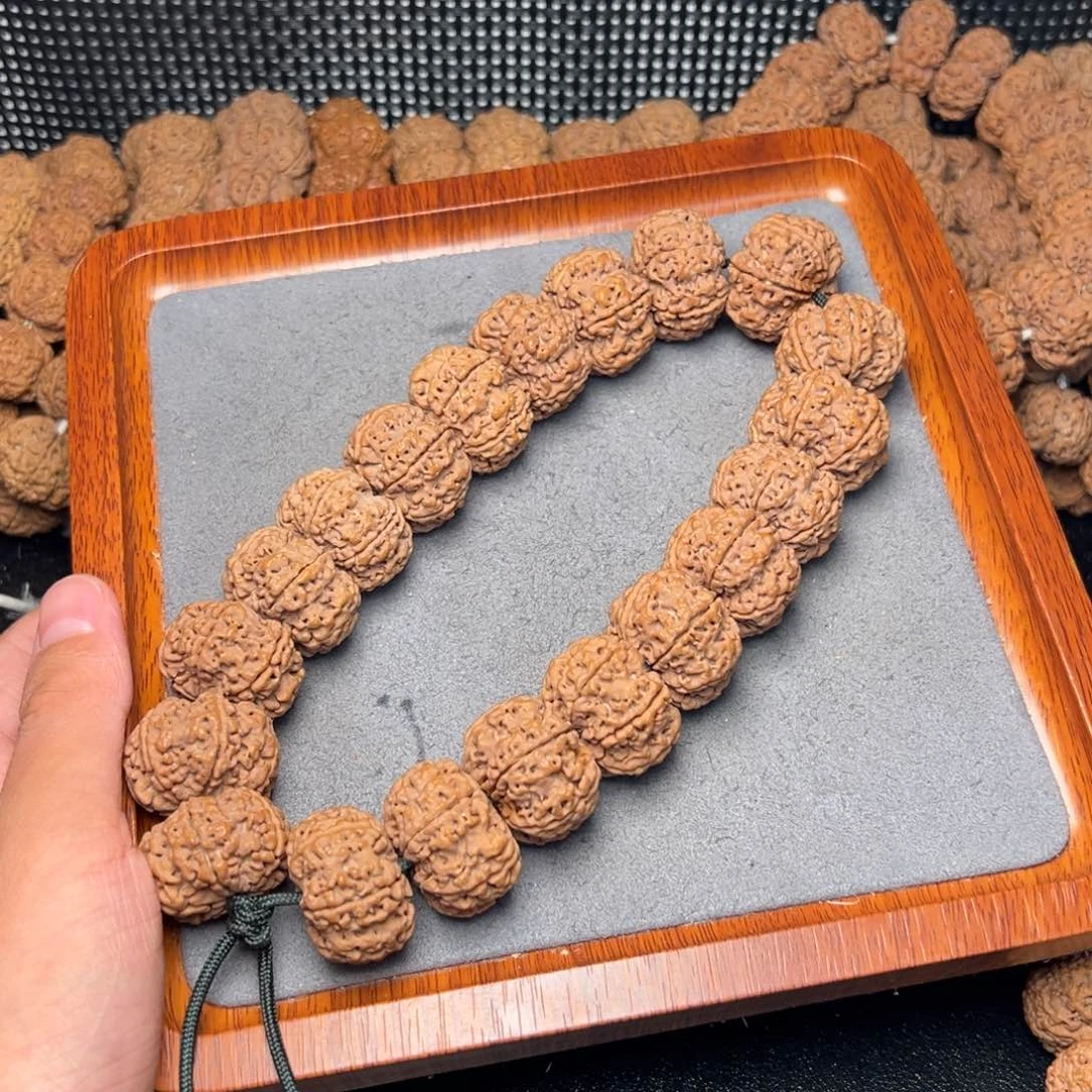 菩提20号尼泊尔大金刚26.六瓣矮壮原生态梅花手持