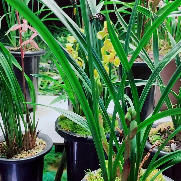 傲***雪无花朵一物一漂亮开花