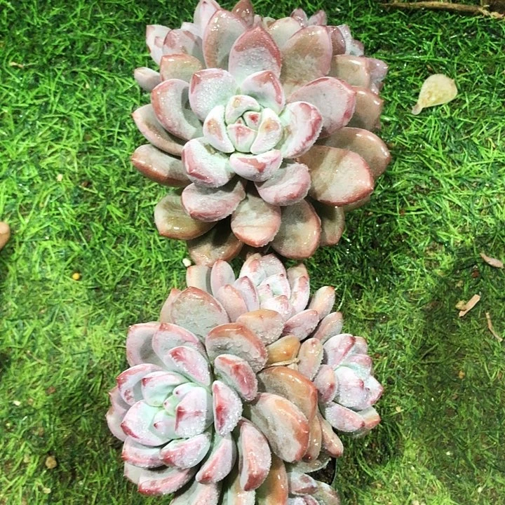 知否？知否多肉植物