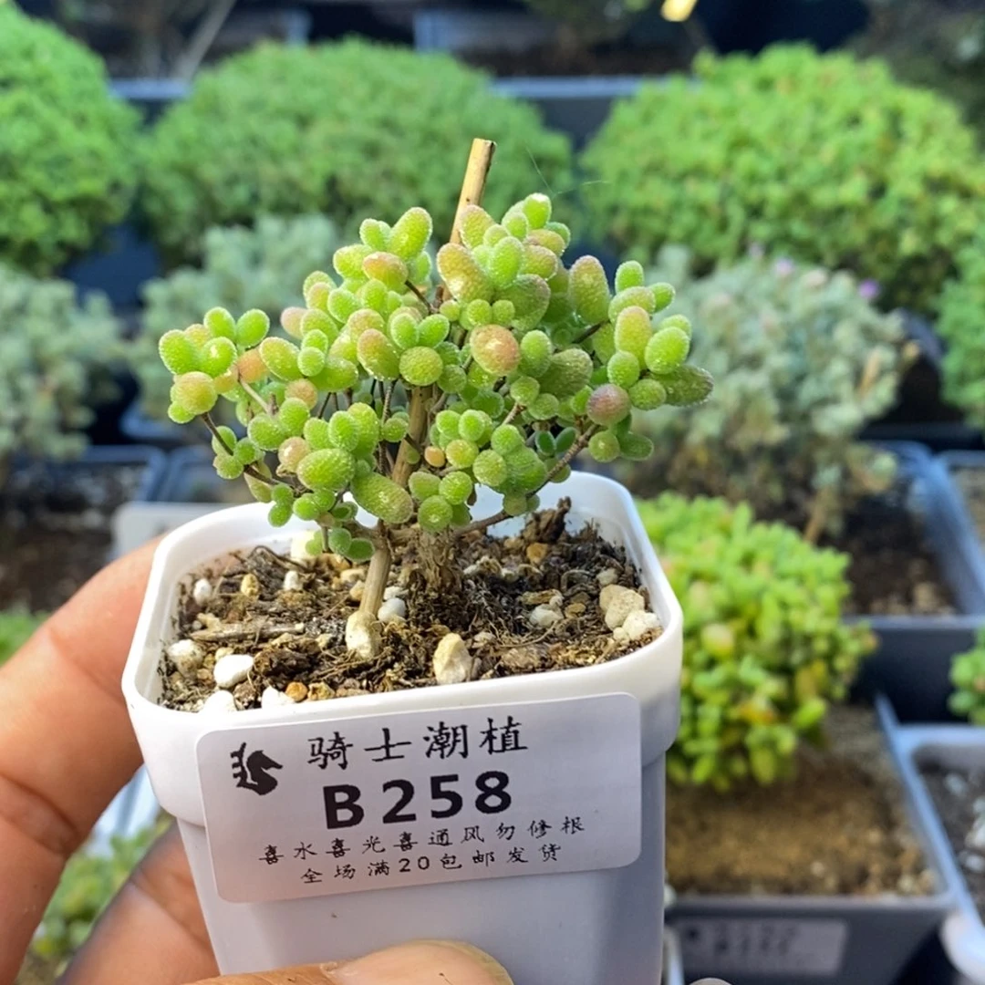 258蜜橘糖球枝干