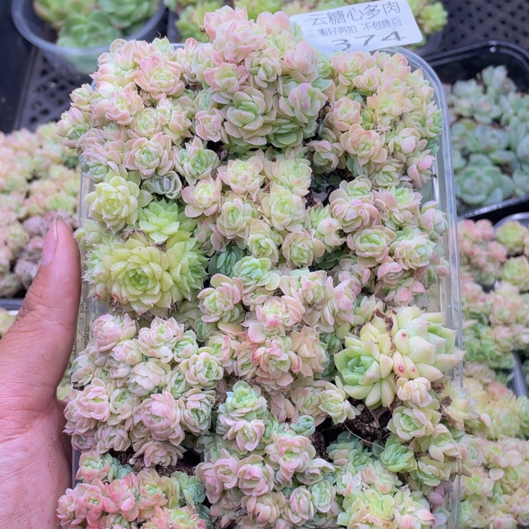 云糖心多肉植物374