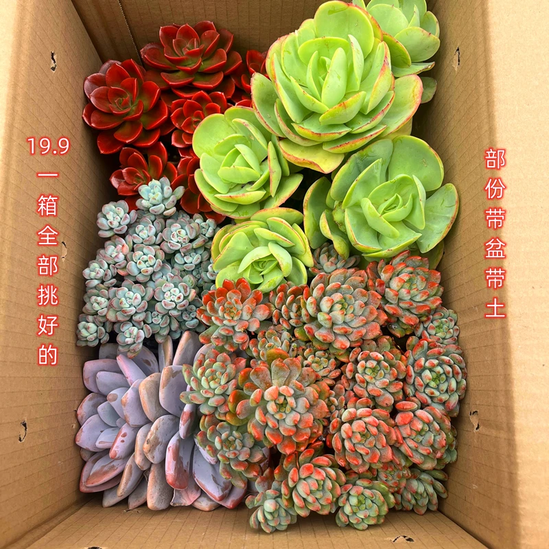 1号链接一箱多肉8-10颗，下单后NO退NO换