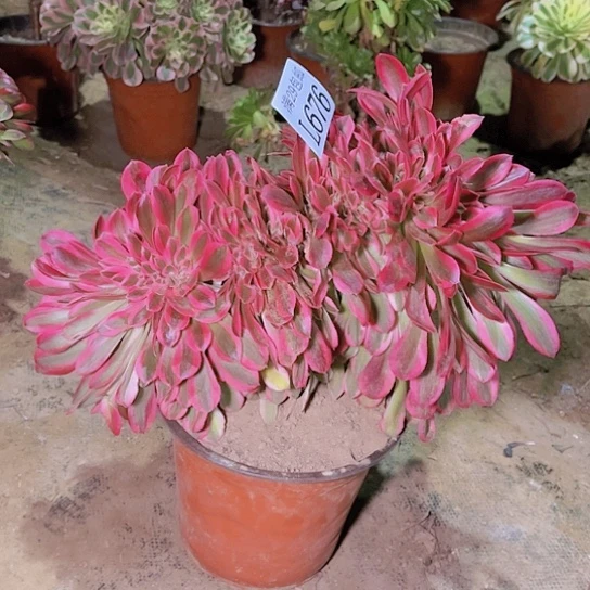 676粉女巫坠多肉植物