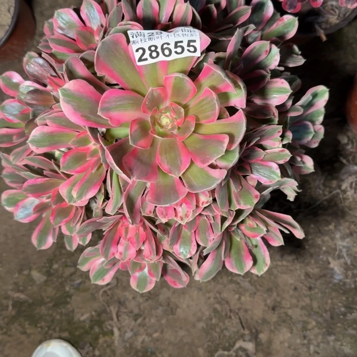 28655南女郎多肉植物