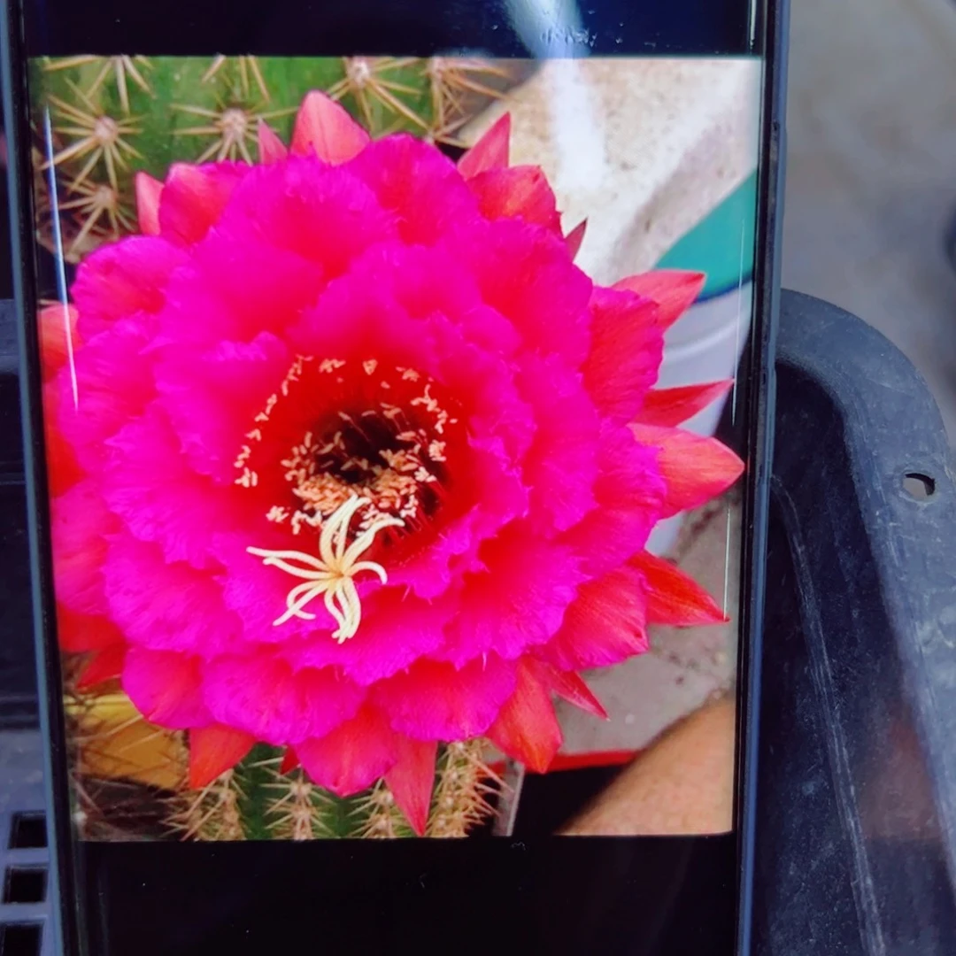 下78毛流苏歪无根侧芽4公分左右20包邮