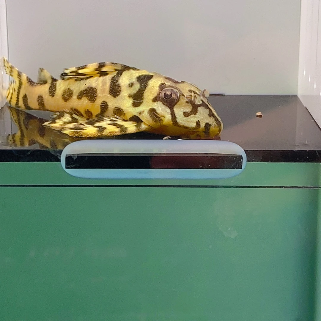 清道夫鱼236异型46号