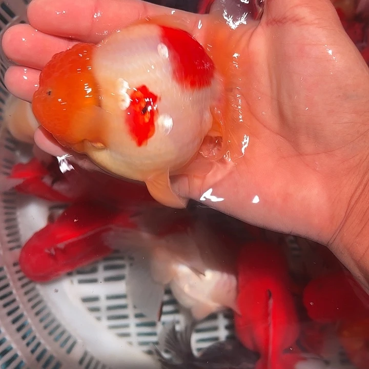 金鱼包邮123456789