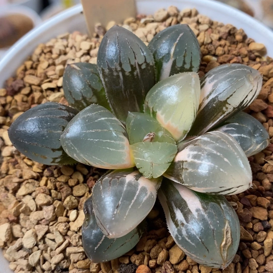 829糯玉露锦一物一拍