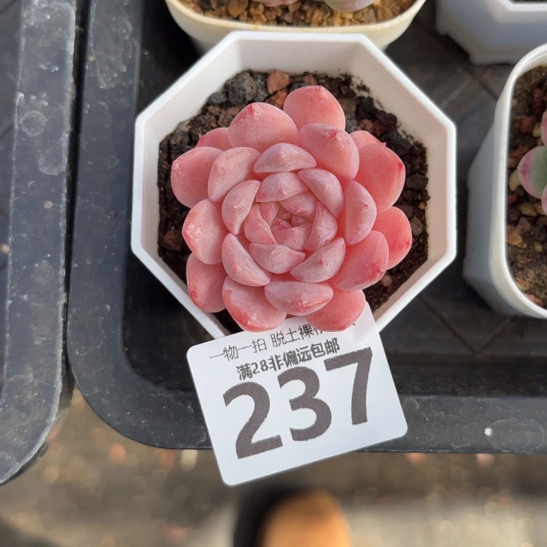 草莓果酱单头无盆土发货