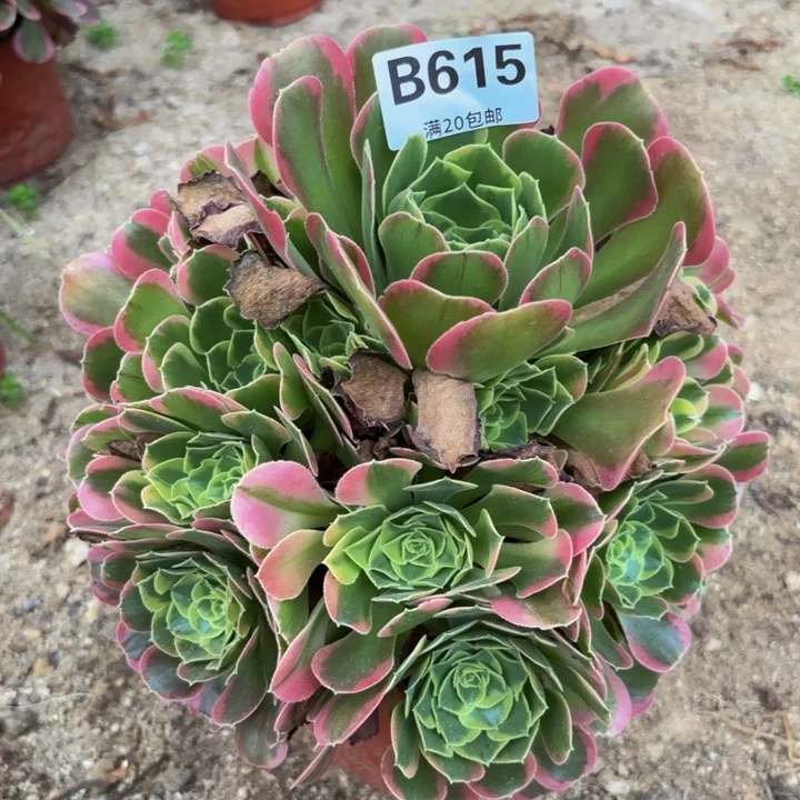 瑞妈多肉园艺，615