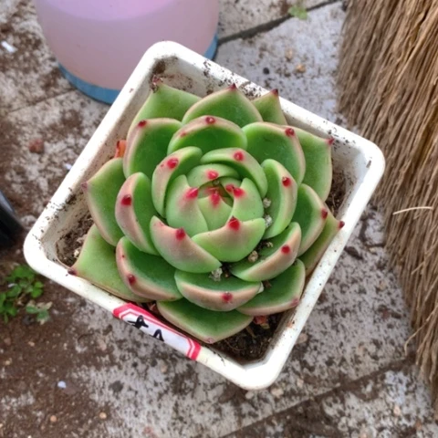 蓝龙。