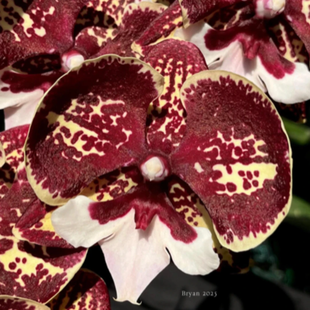 《金城琥珀》稀缺品种蝴蝶兰桌面阳台盆栽花卉