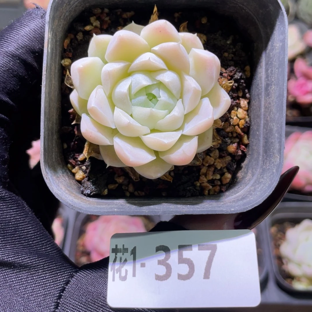 花利美1-357白月影