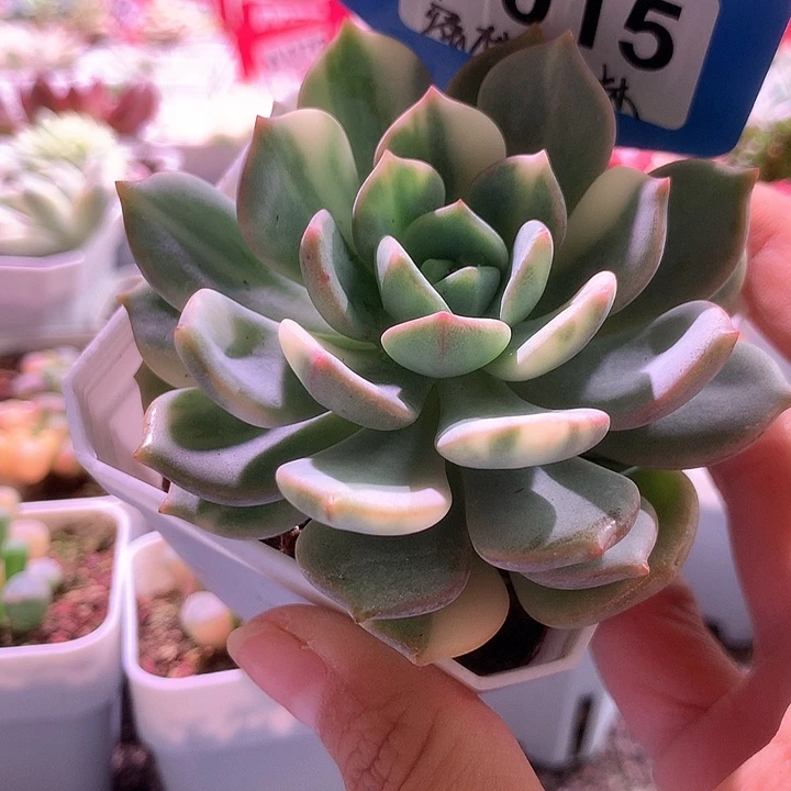 蜜桃格林有根有根