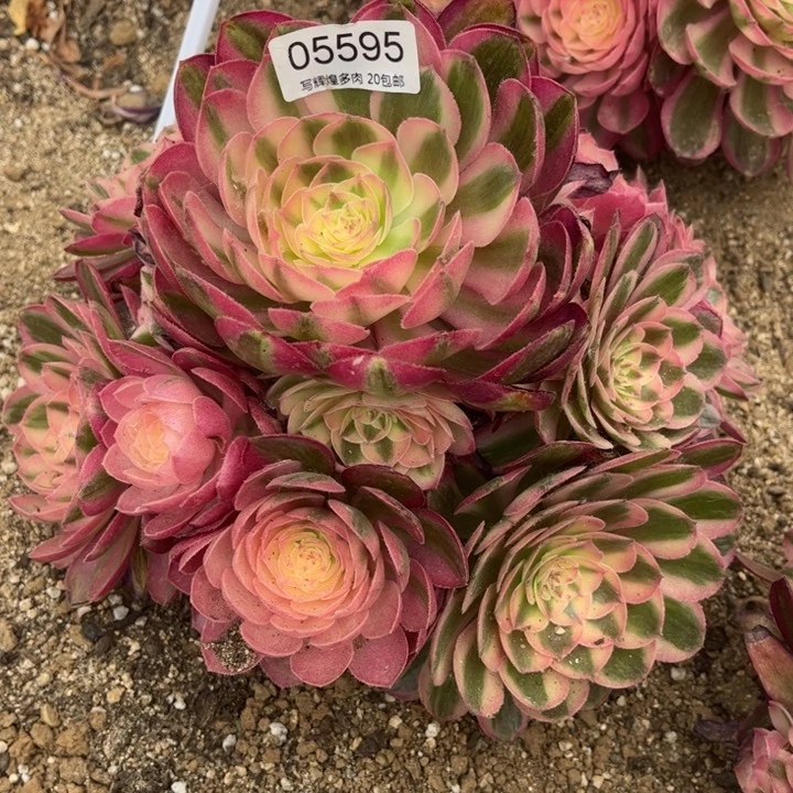 05595荔枝多肉植物