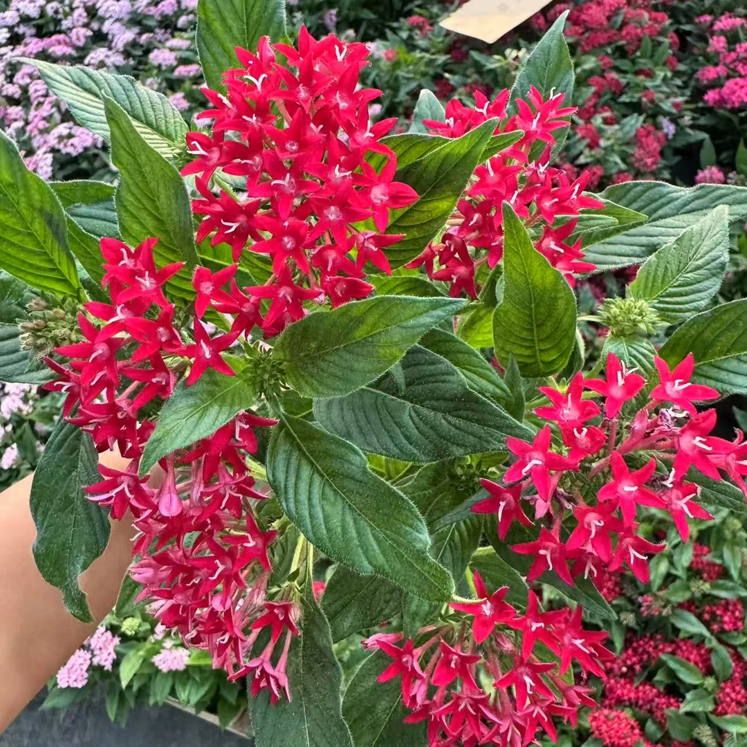 【李先生】繁星花 (国旗红)室内观赏盆栽 带花带花苞发货