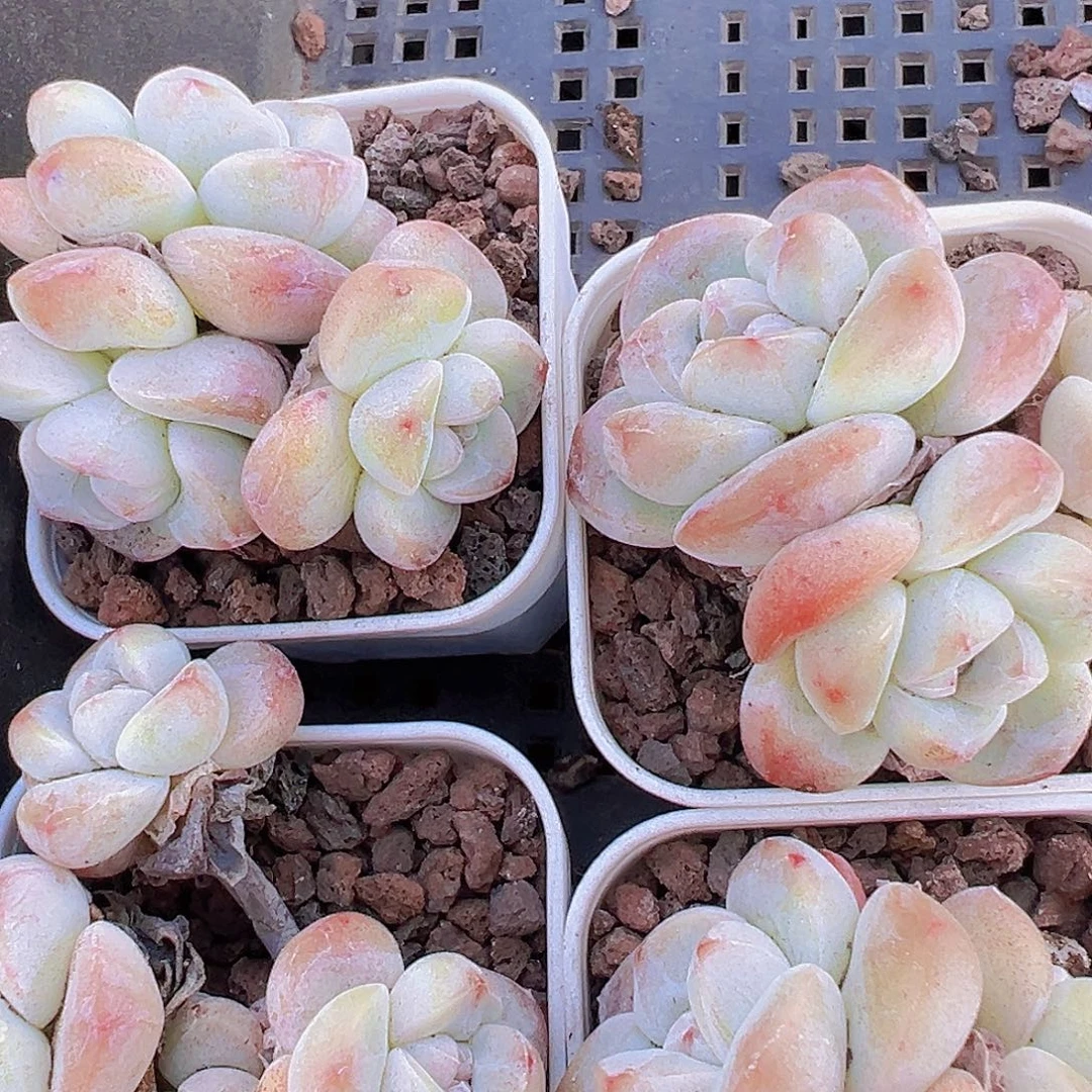 冰玉群19包邮多肉植物