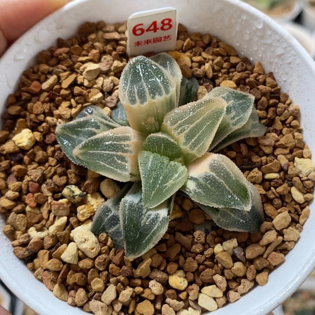 648湖斑磨面寿锦一物一图