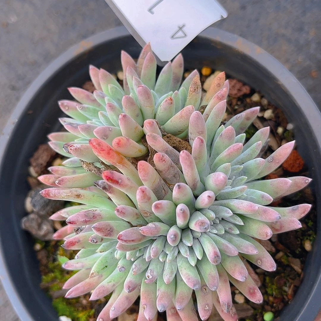 缀化仙女杯老桩4198