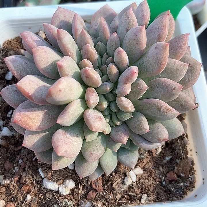 多肉植物缀化921多肉