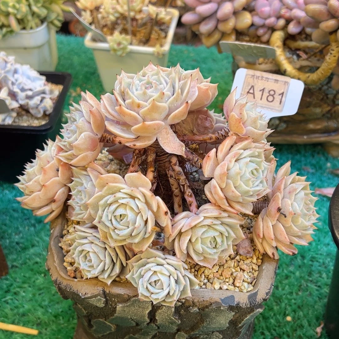 露娜莲，，，，，，，，，，， ，，，，，，，