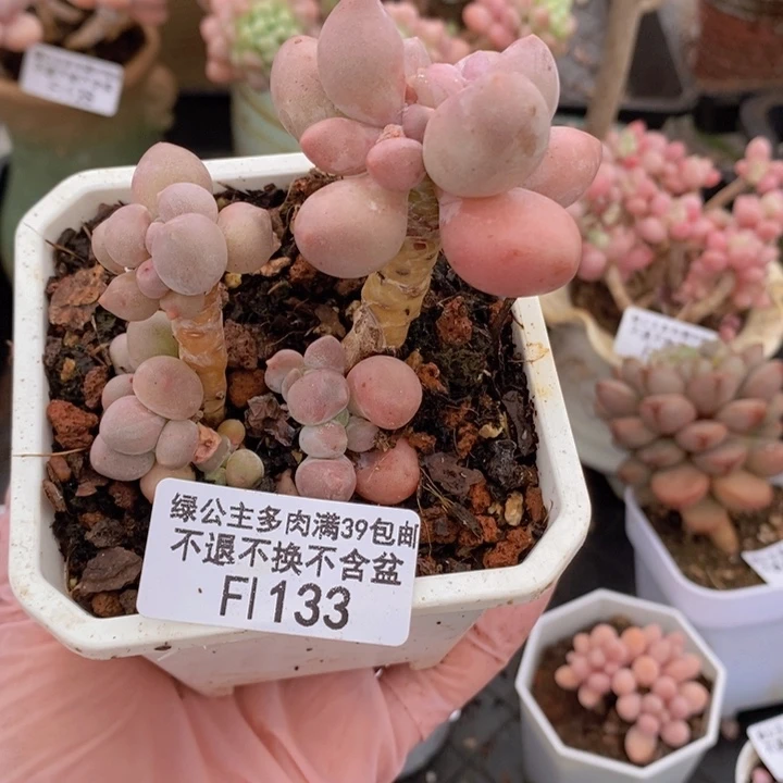 汤圆杆子有伤133多肉植物