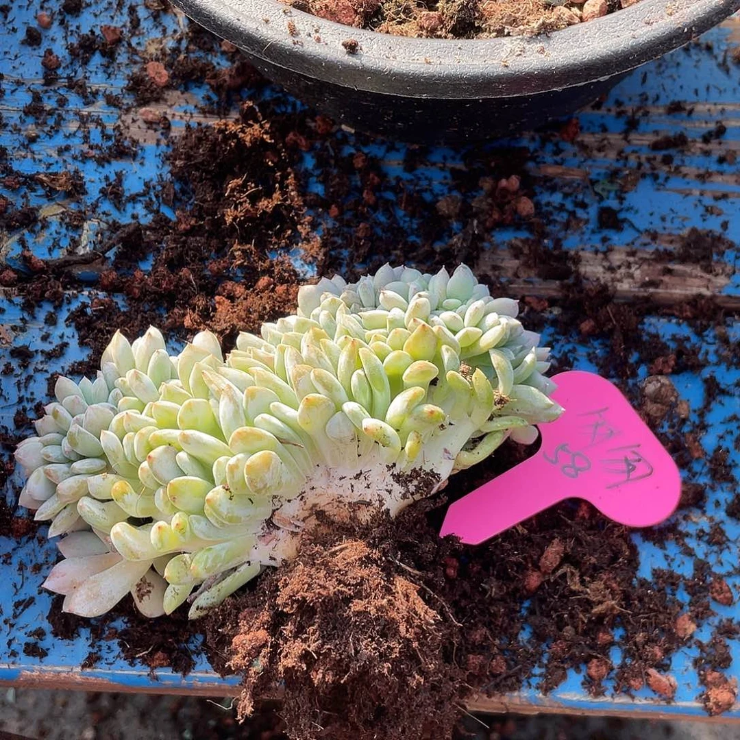 那***匆石榴子星影缀化一个58