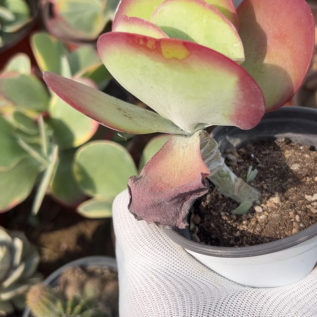 多肉植物多肉植物