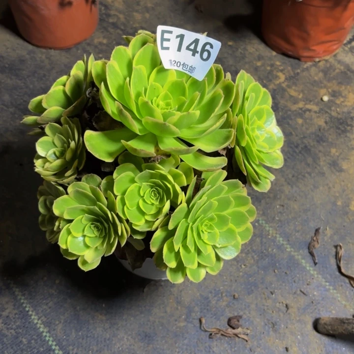 瑞妈多肉园艺146奶白锦