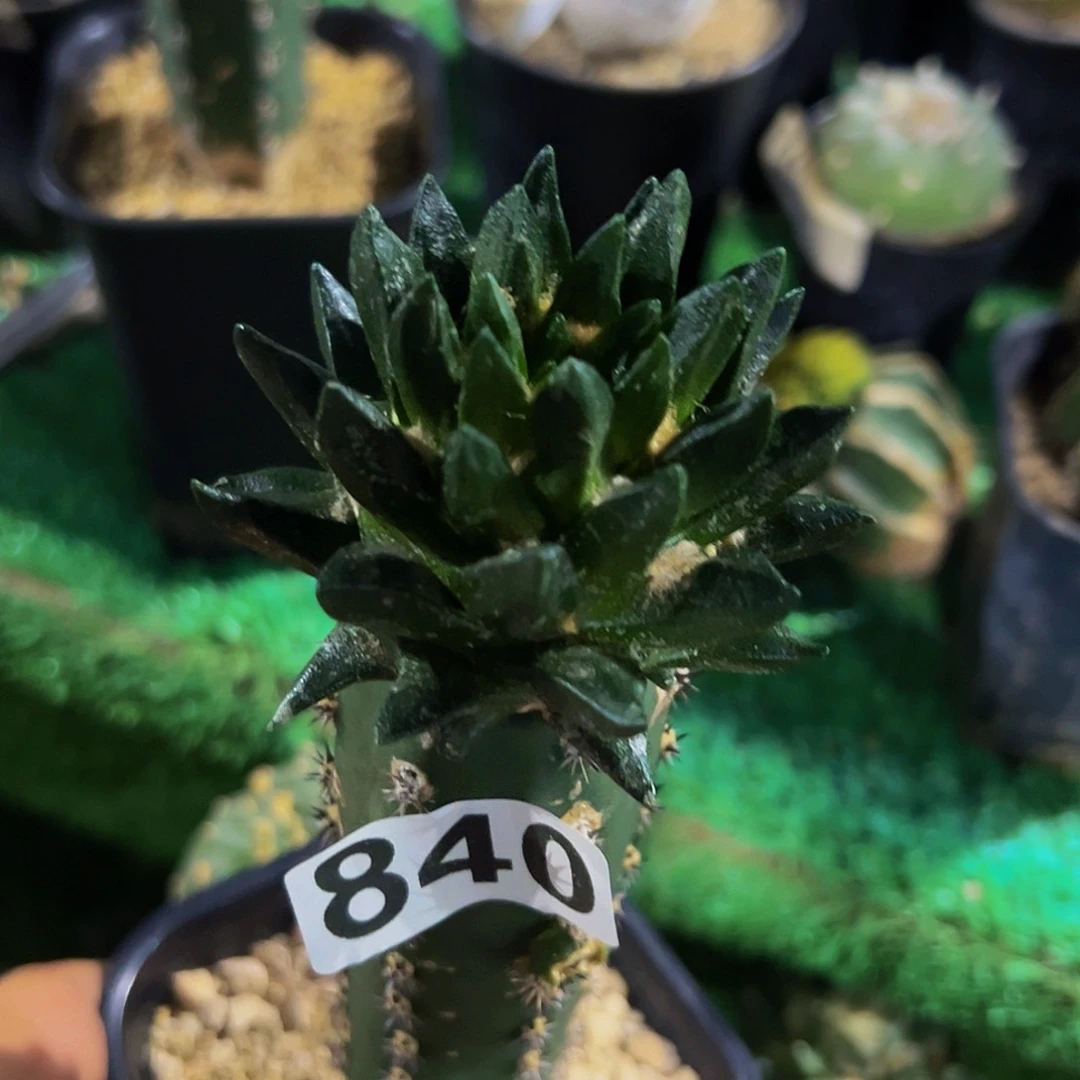 潇***潇无花朵福利龙角840