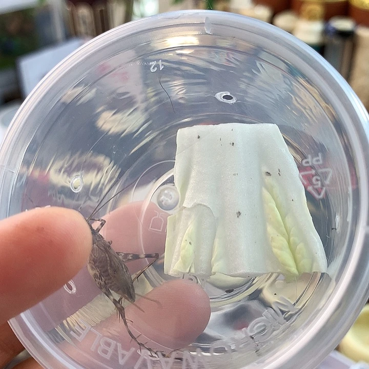 球***球啊啊啊啊啊啊啊啊啊