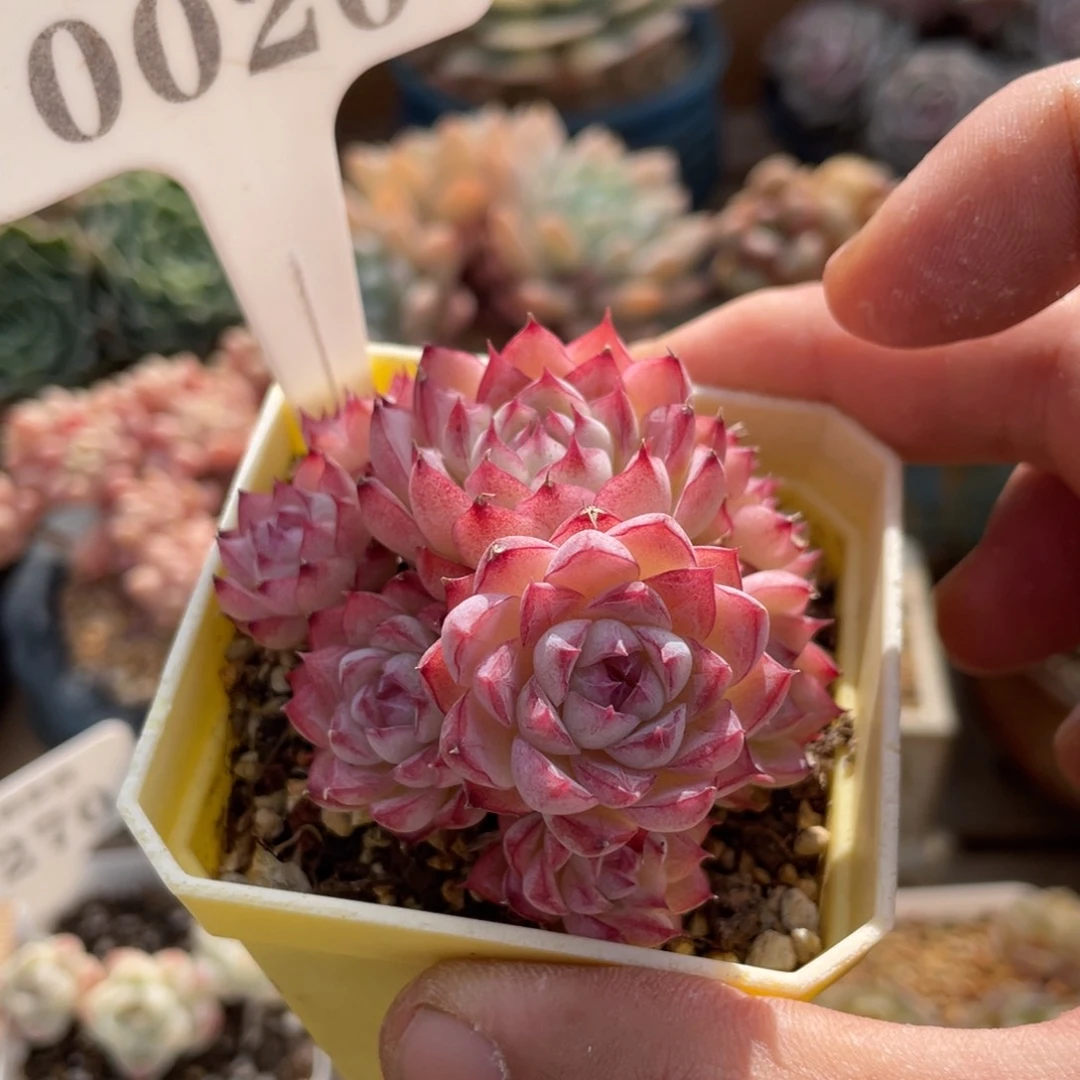 0020不认识不带盆7厘米