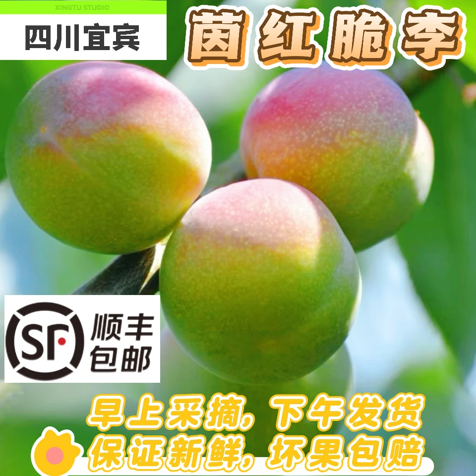 【四川脱骨脆李】茵红李半边红脱骨李应季李子现摘现发脆甜