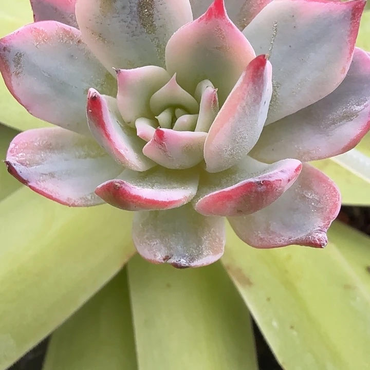 劳伦斯锦多肉锦植物