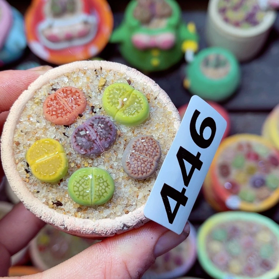 446生石花带盆发